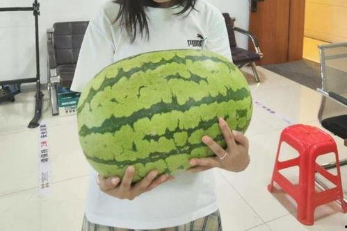 吃瓜前众多爱听的瓜,那些你不知道的幕后故事与瓜料大集合